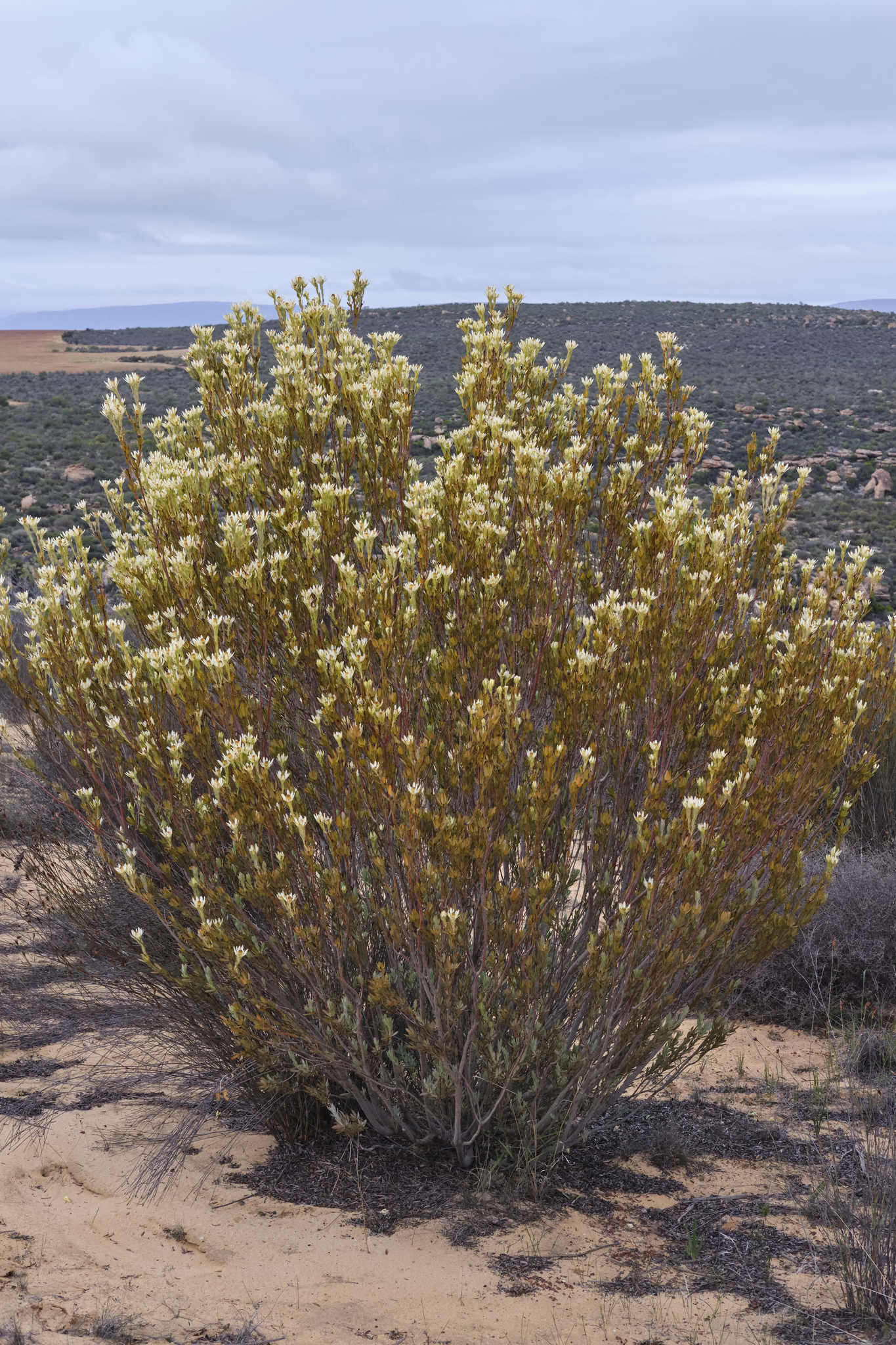 Image of Ivory conebush