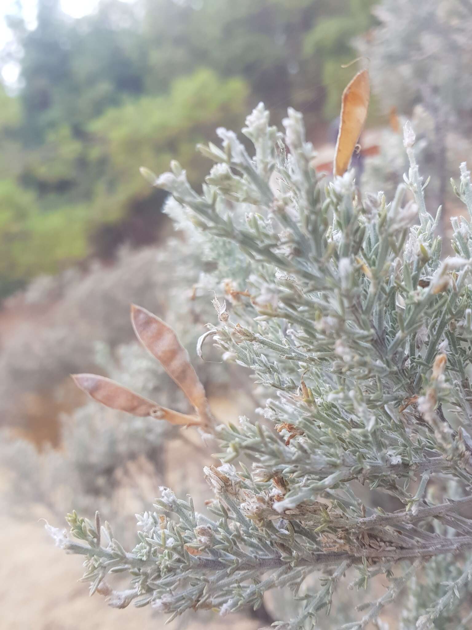 Image of Genista microphylla DC.