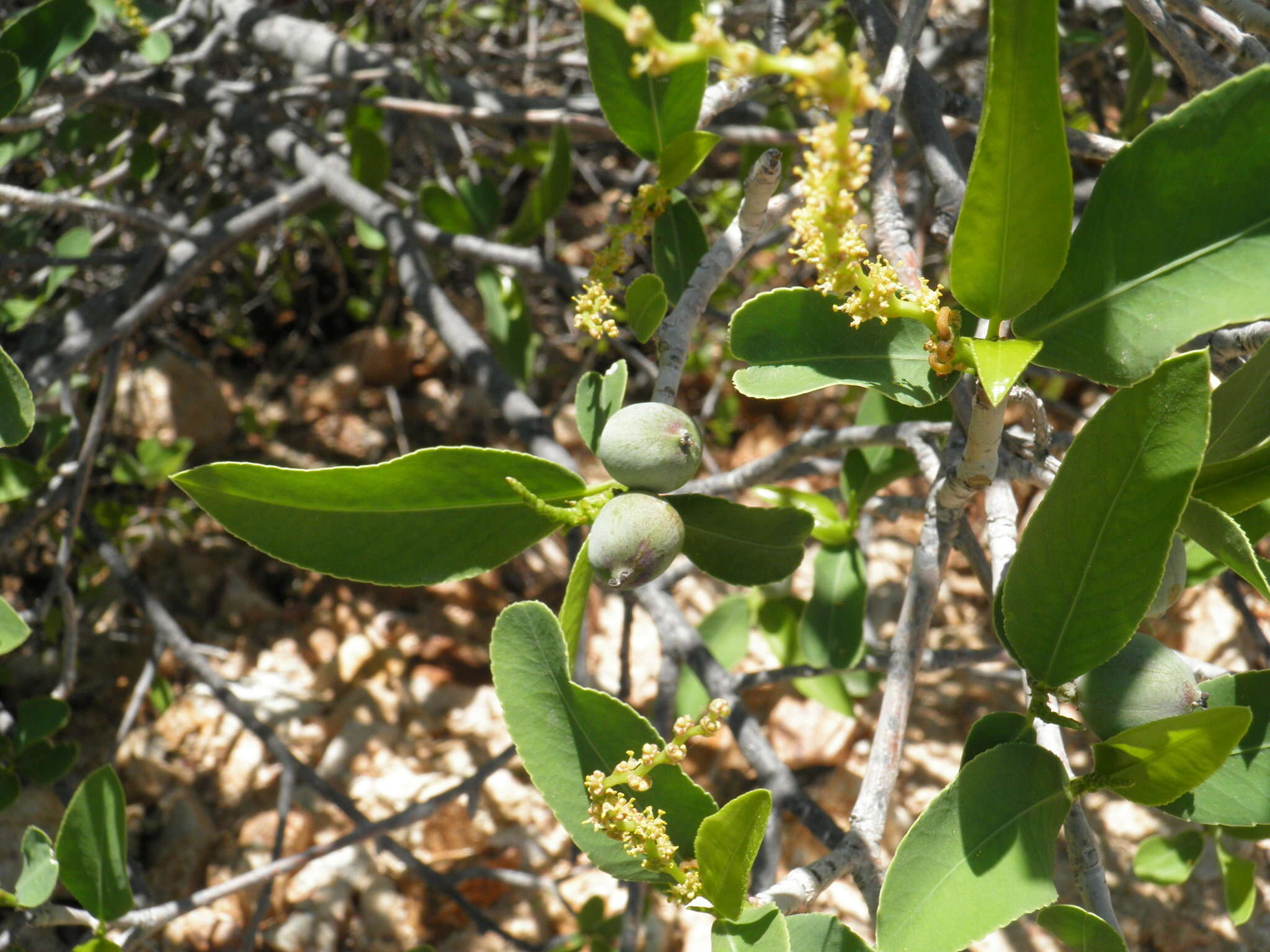 Imagem de Pleradenophora bilocularis (S. Watson) Esser & A. L. Melo