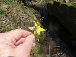 Image of dogtooth violet