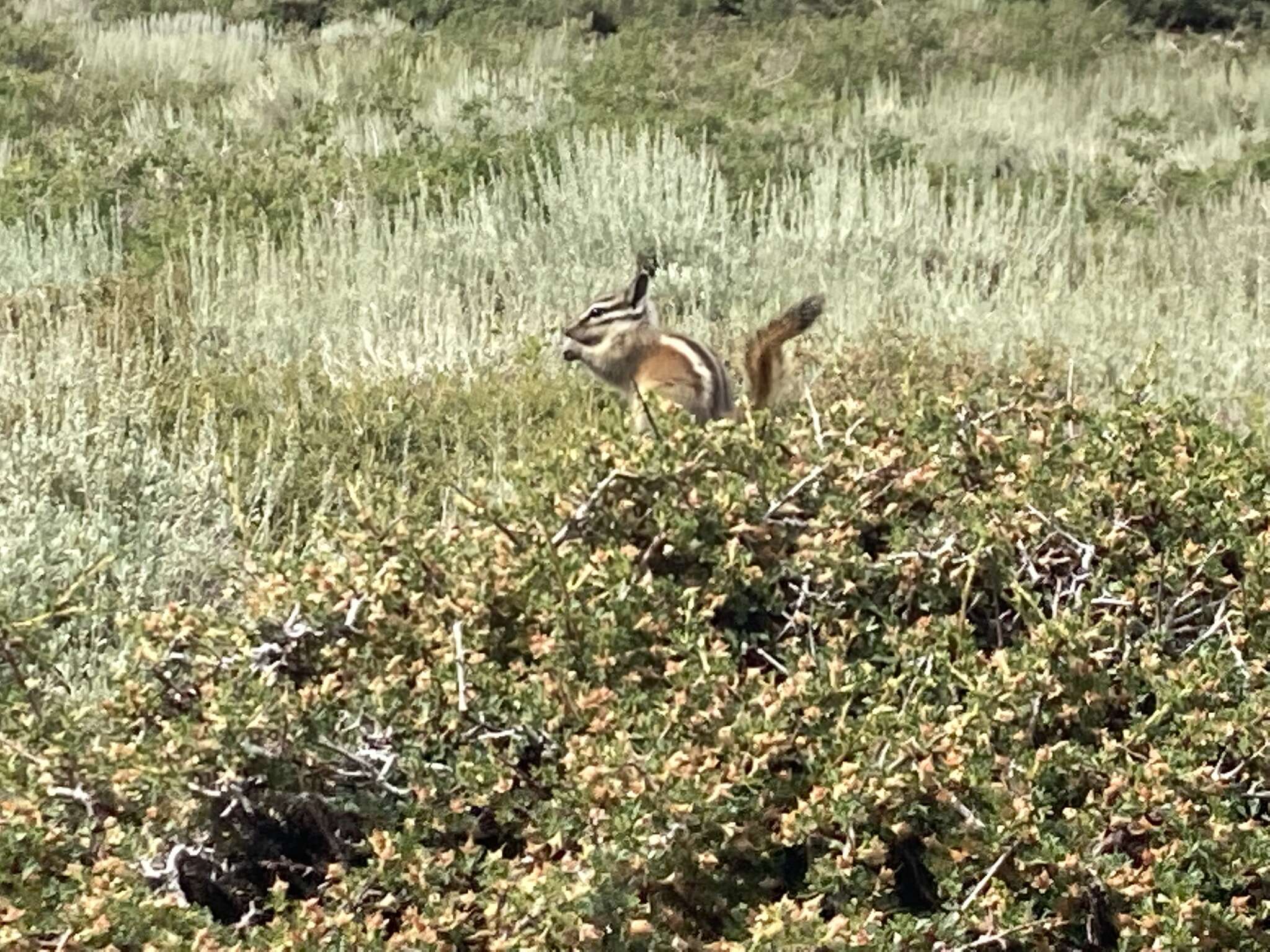 Image of Long-eared Chipmunk