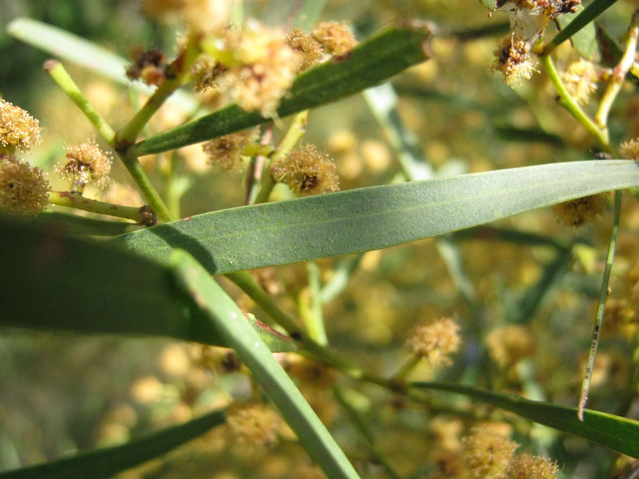 Image of Acacia hakeoides A. Cunn. ex Benth.