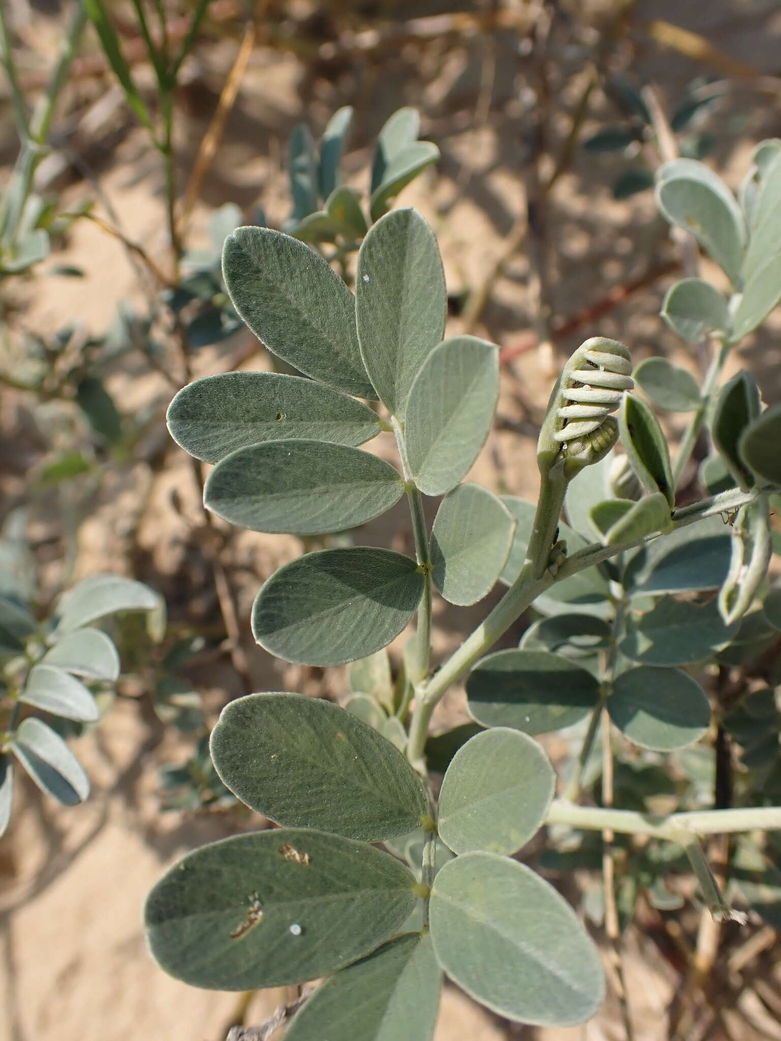 Tephrosia purpurea subsp. canescens (E. Mey.) Brummitt的圖片