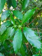 Image of Alibertia edulis (Rich.) A. Rich. ex DC.