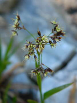 Image of smooth woodrush