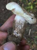 Image of Tricholoma saponaceum (Fr.) P. Kumm.