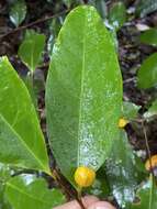 Image of Dichapetalum papuanum (Becc.) Boerl.