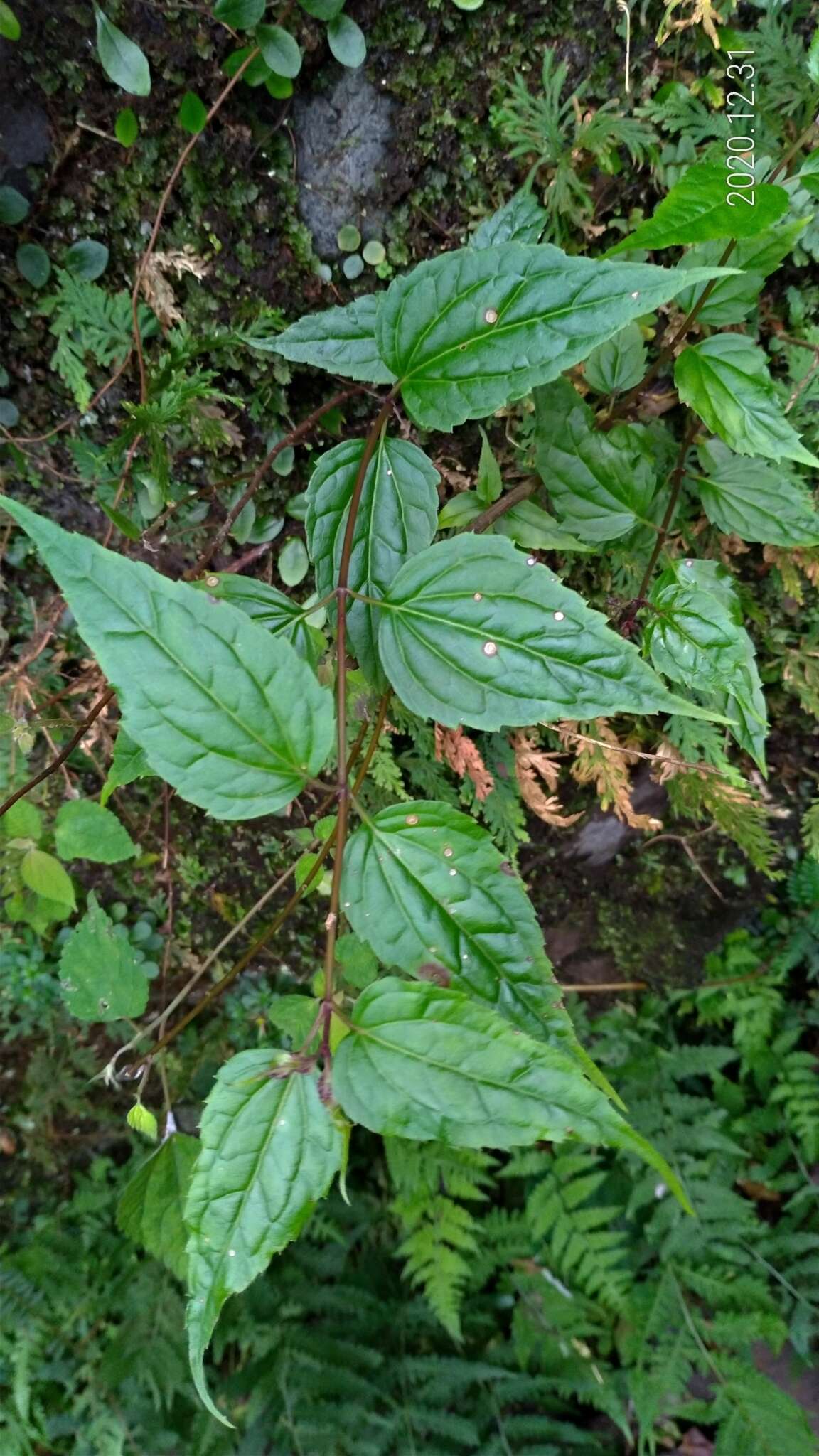 Image of Eupatorium tashiroi Hayata