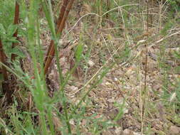 Cephalaria transsylvanica (L.) Schrad. ex Roem. & Schult. resmi