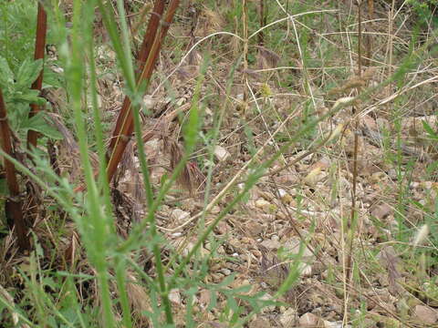 Cephalaria transsylvanica (L.) Schrad. ex Roem. & Schult. resmi