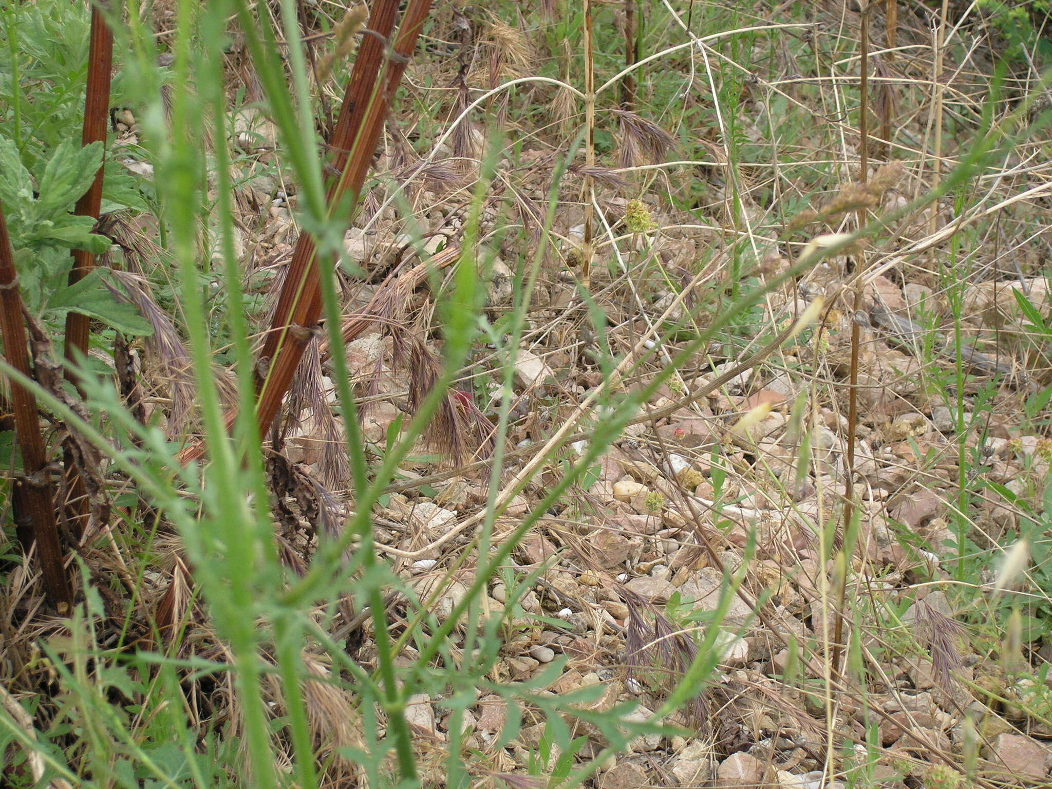 Cephalaria transsylvanica (L.) Schrad. ex Roem. & Schult. resmi