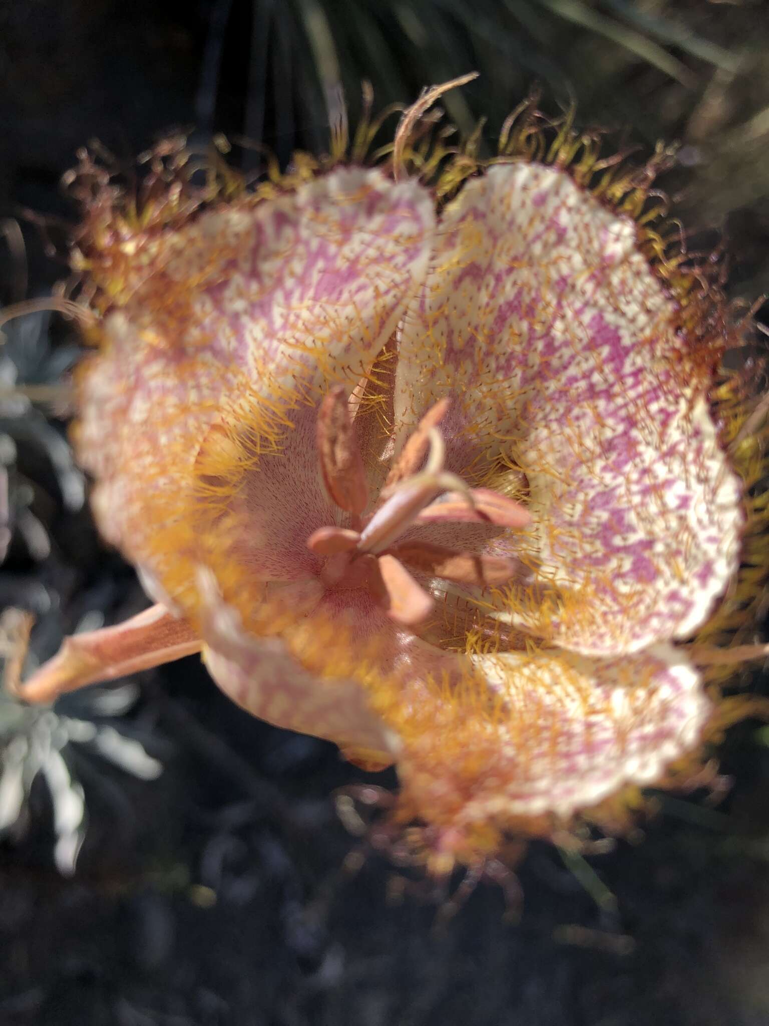 Calochortus fimbriatus H. P. McDonald resmi