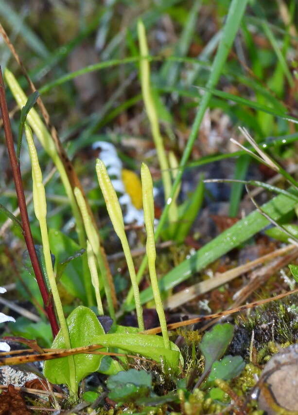 Image of Ophioglossum austroasiaticum Nishida