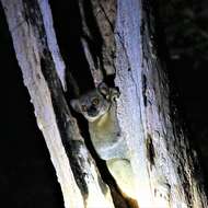 Image of Lesser Weasel Lemur