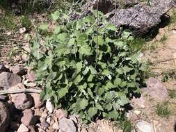 Image of Tucson bur ragweed