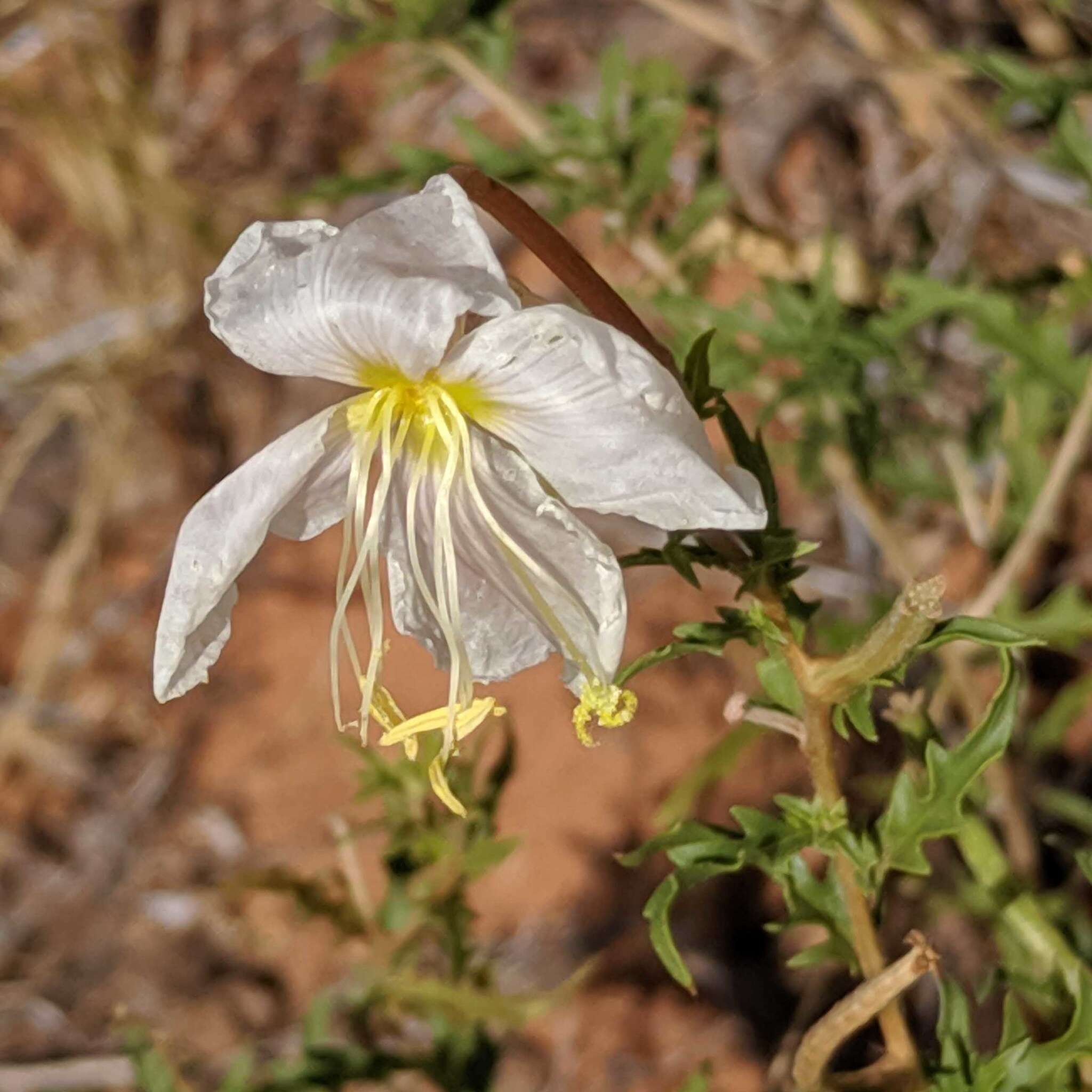 Слика од Oenothera pallida subsp. runcinata (Engelm.) Munz & W. Klein