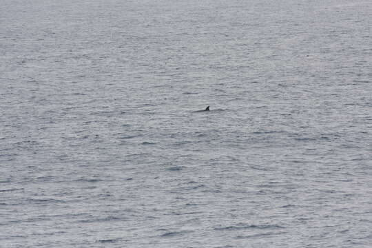 Image of Flatheaded Bottlenose Whale