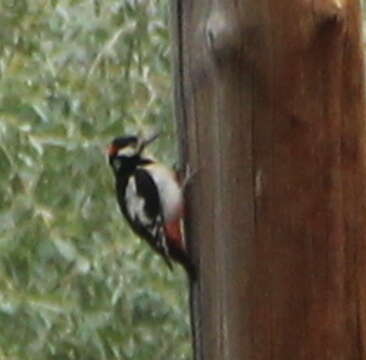 Image of White-winged Woodpecker