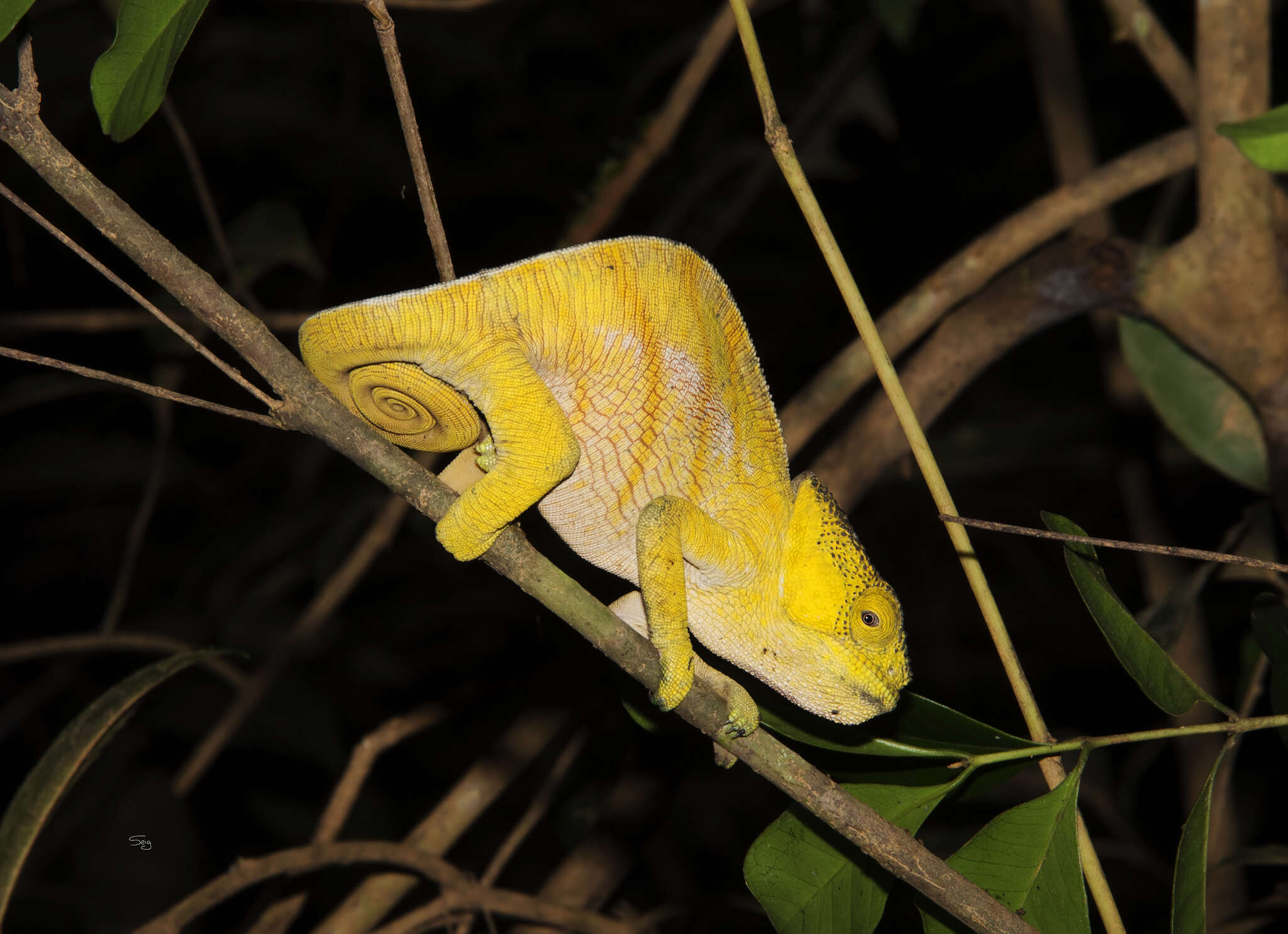 Image of Parson's Chameleon