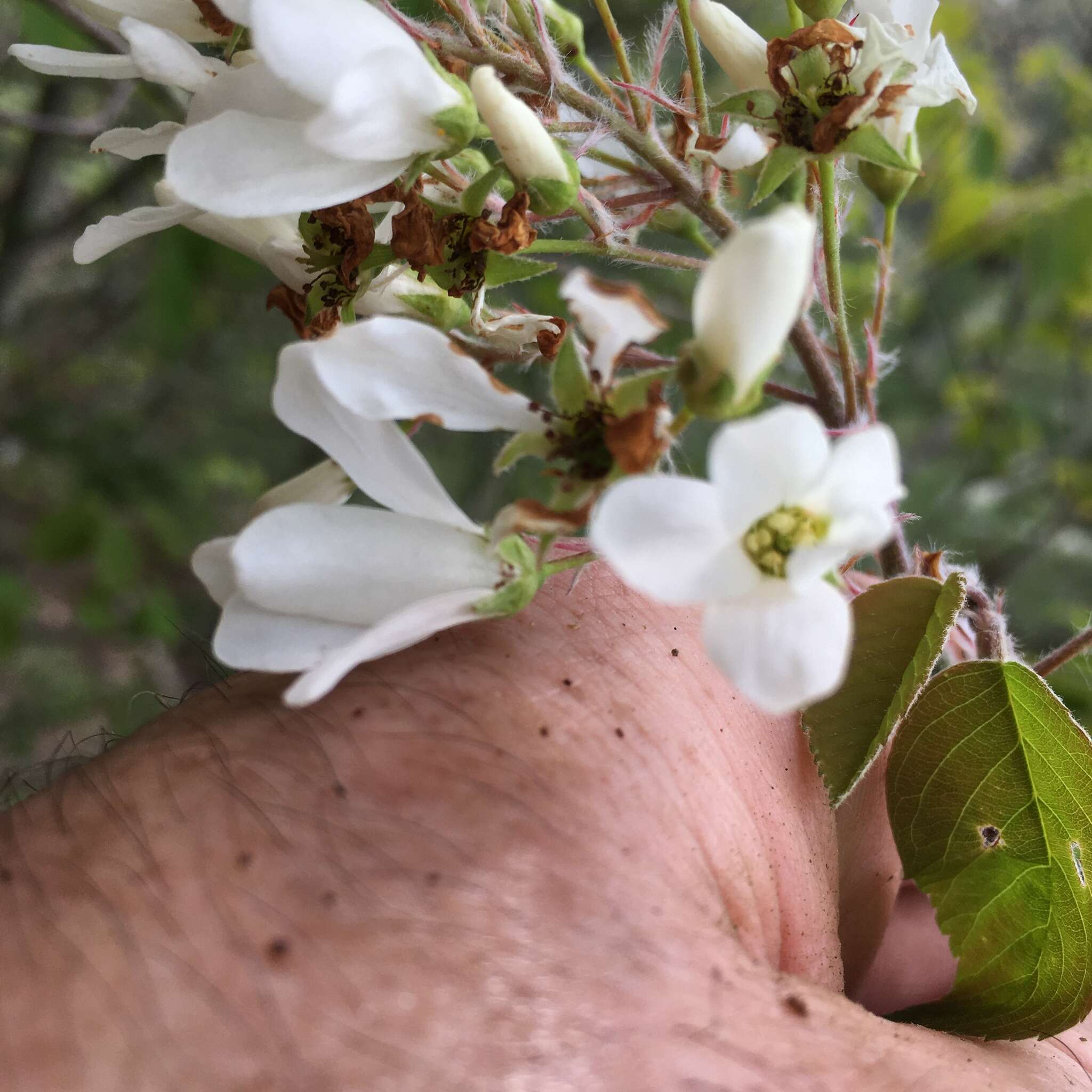 Image of Amelanchier amabilis Wiegand