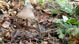 Sivun Mycena plumipes (Kalchbr.) P.-A. Moreau 2003 kuva