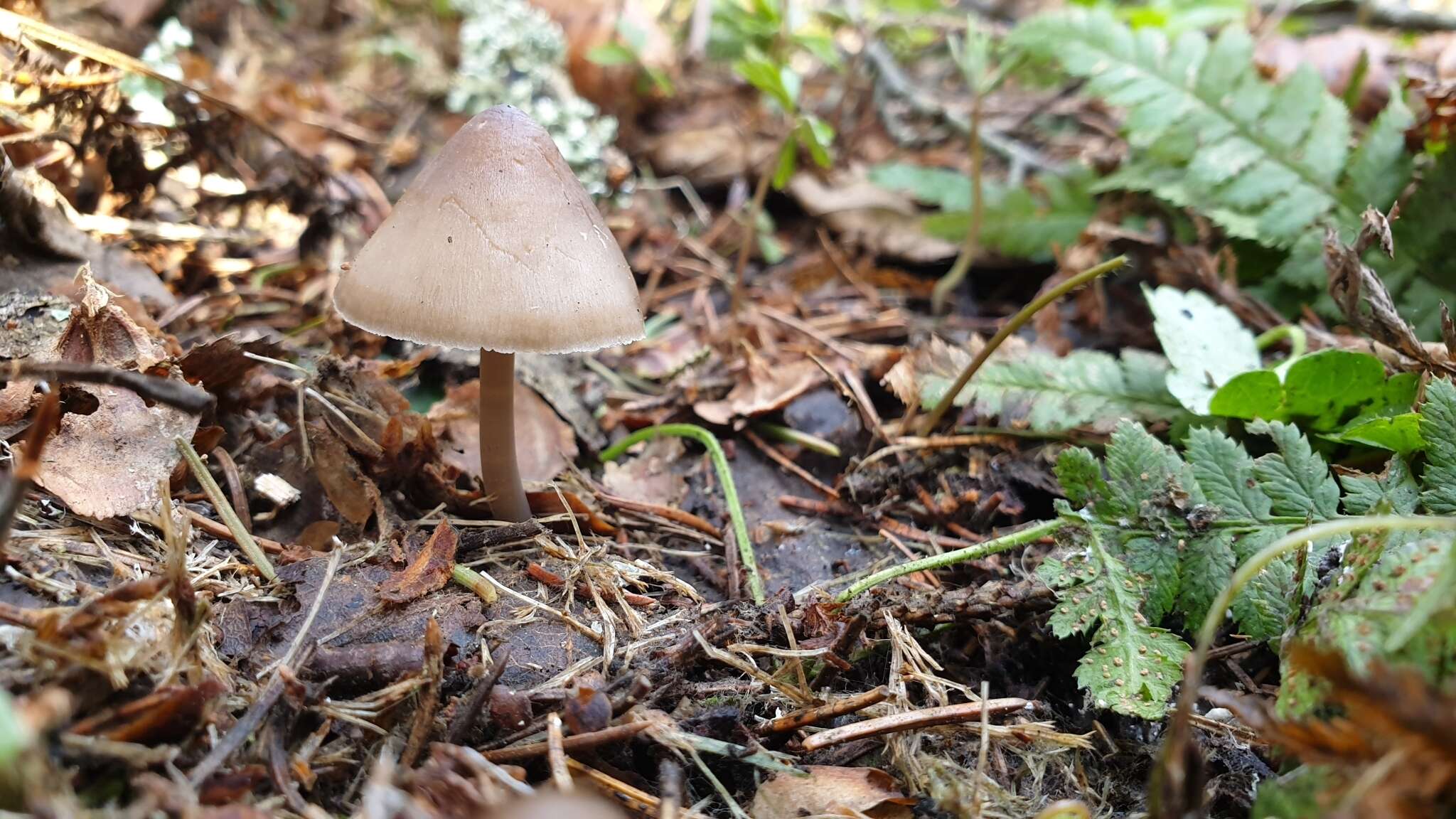 Image of Mycena plumipes (Kalchbr.) P.-A. Moreau 2003