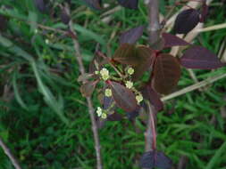 Image of Mexican shrubby spurge