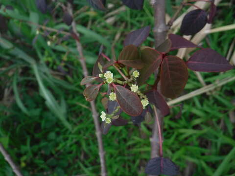 صورة Euphorbia cotinifolia L.