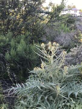 Image of Cynara cardunculus subsp. flavescens A. Wiklund