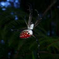 Imagem de Cyrtophora moluccensis cupidinea (Thorell 1875)