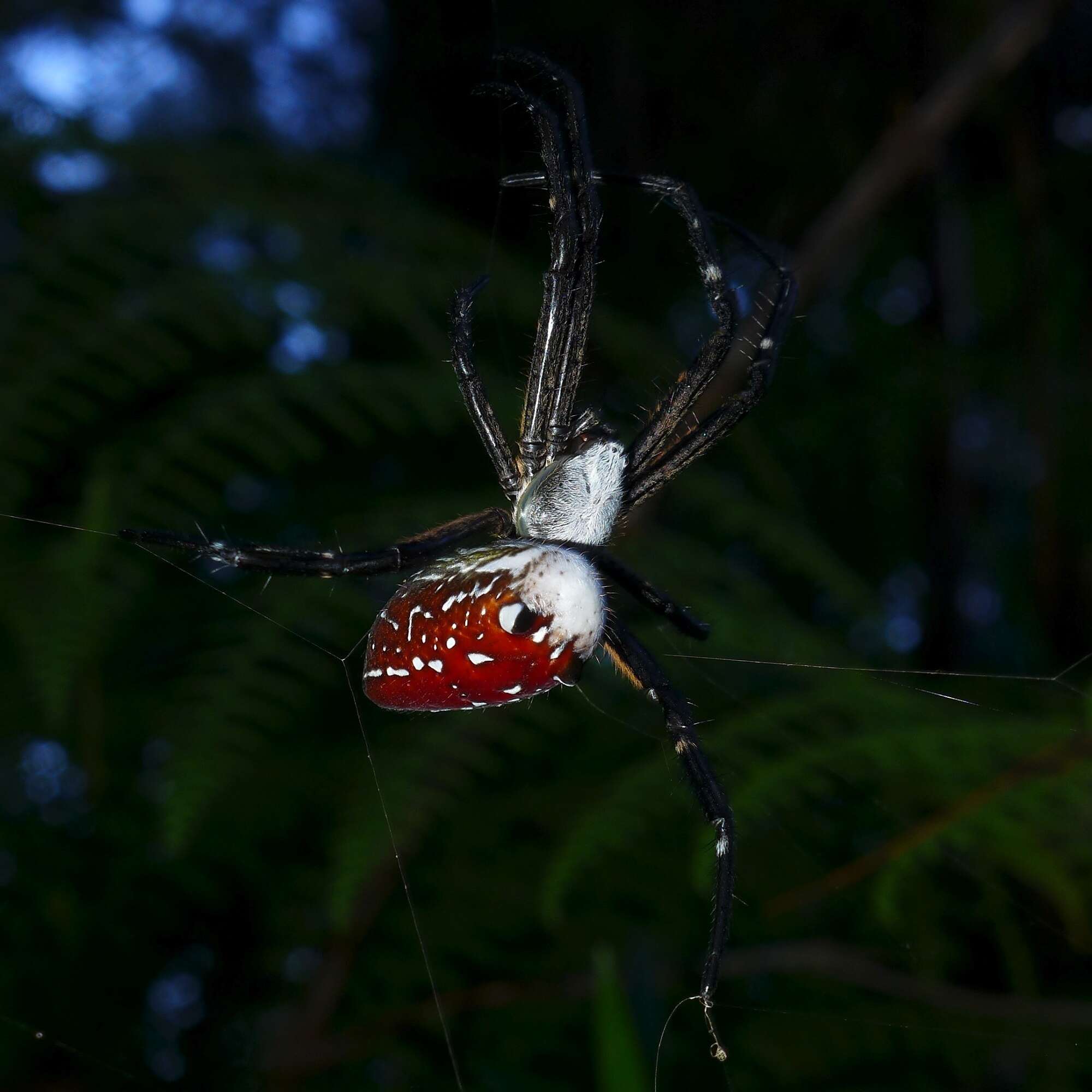 Imagem de Cyrtophora moluccensis cupidinea (Thorell 1875)