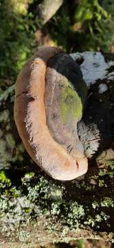 Image of Phellinus hartigii (Allesch. & Schnabl) Pat. 1903