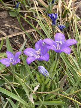 Image of Parry's bellflower