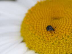 Image of Broom Seed Beetle