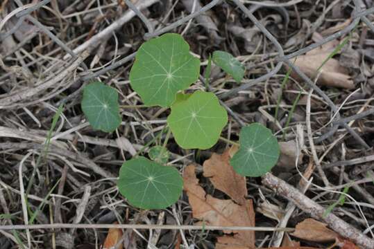 Image of Garden Nasturtium