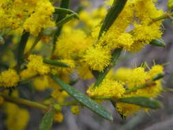 Imagem de Acacia sclerophylla Lindl.