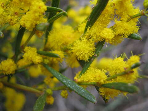 Image of Acacia sclerophylla Lindl.