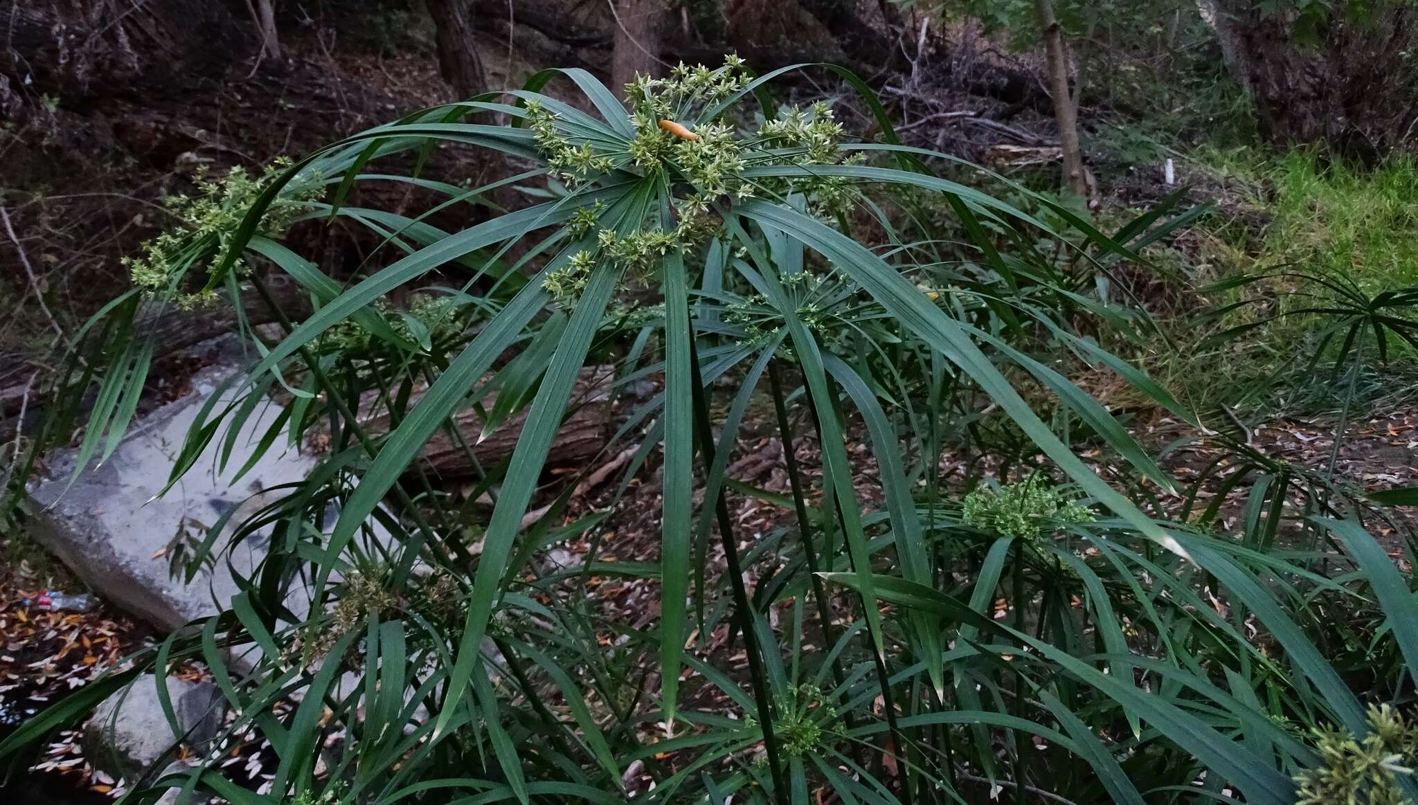 Image of Cyperus alternifolius subsp. flabelliformis Kük.