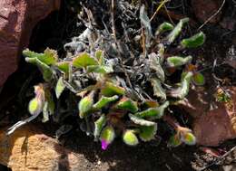 Image of Pelargonium ovale subsp. hyalinum L. Hugo