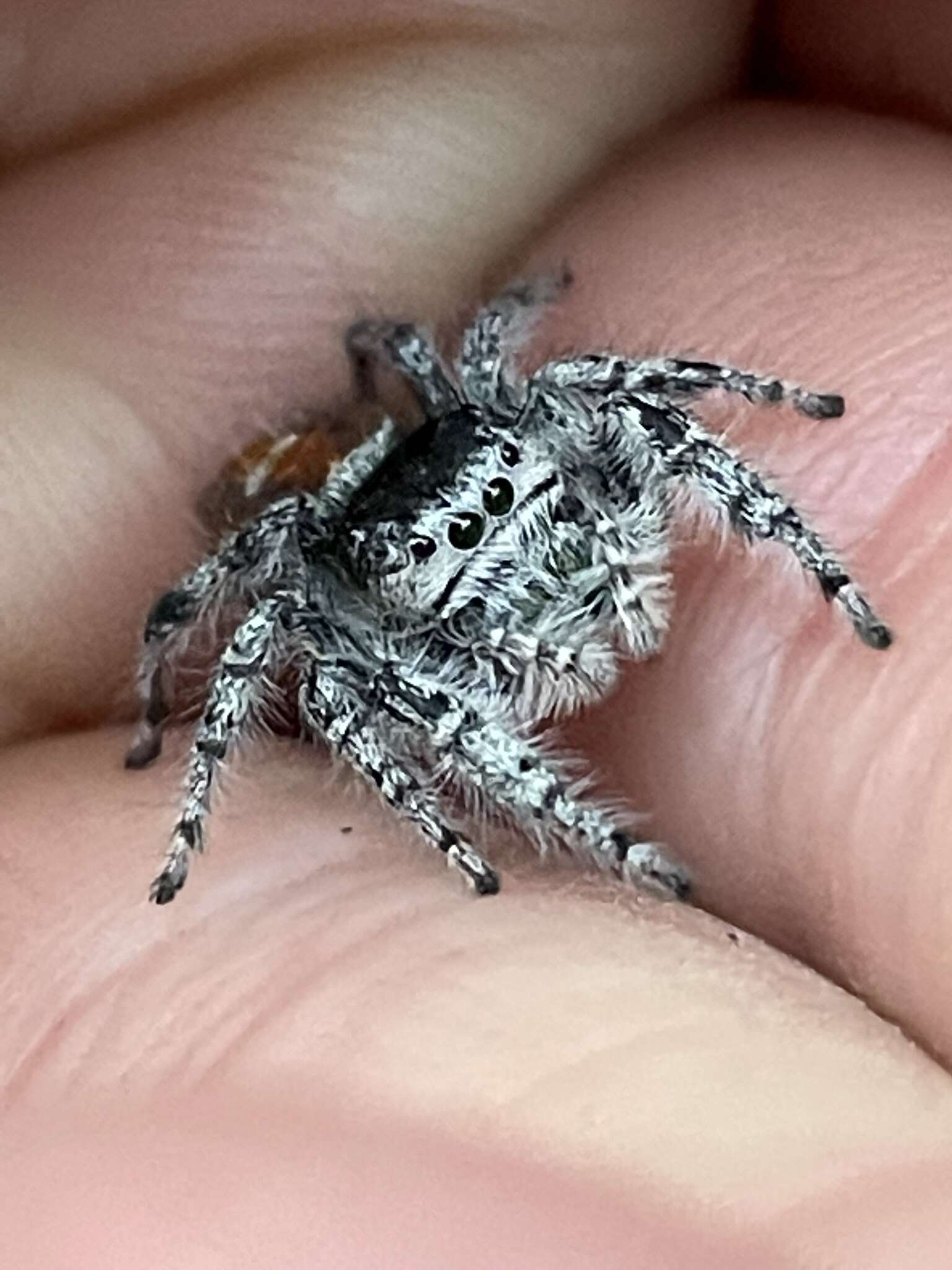 Image of Phidippus kastoni Edwards 2004