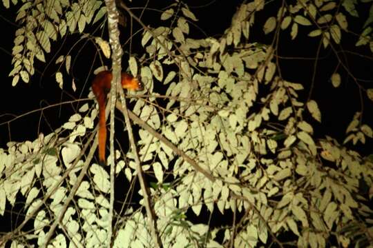 Image of Giant Flying Squirrels