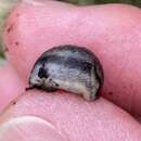 Image of European slug