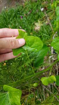 Image of Odontocarya tamoides (DC.) Miers