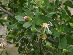 Image of Sonneratia caseolaris (L.) A. Engl.