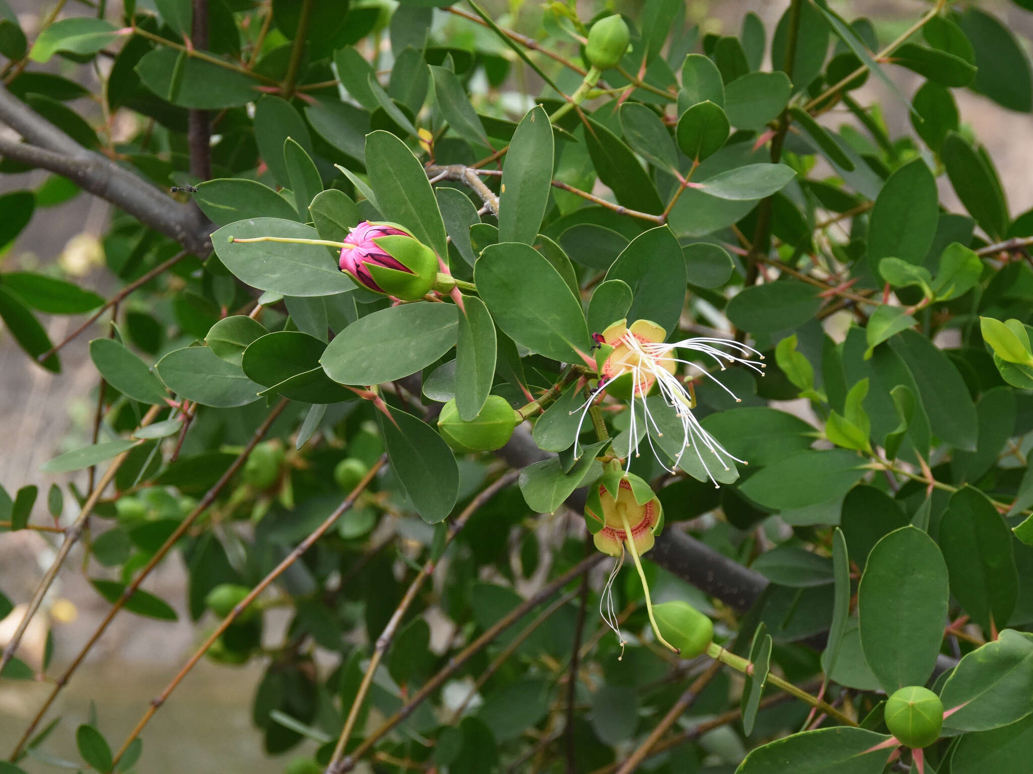 Image of Sonneratia caseolaris (L.) A. Engl.