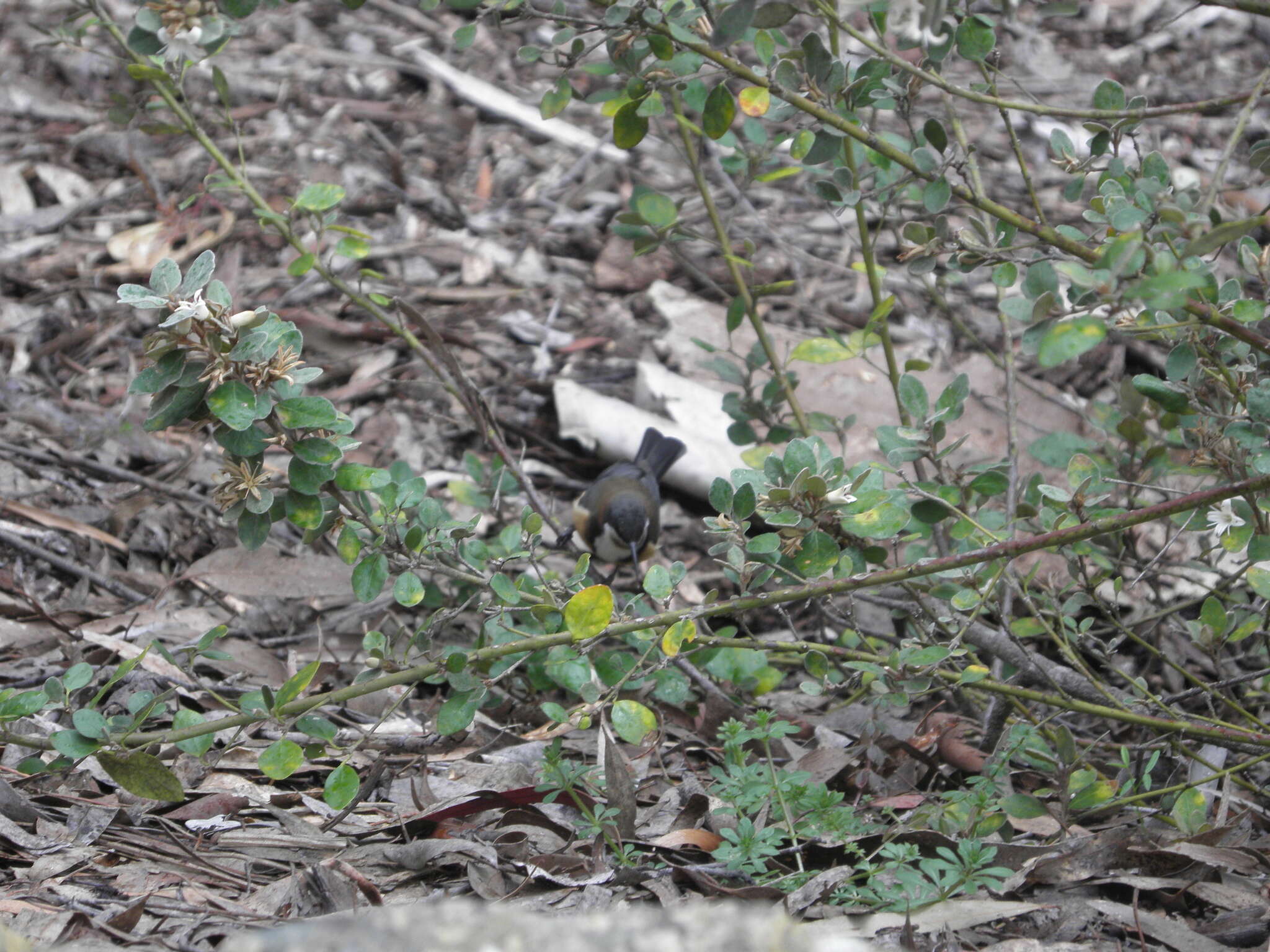 Image of Spinebill