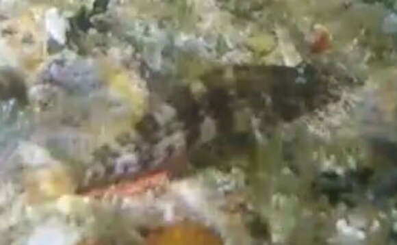 Image of Goldline Blenny