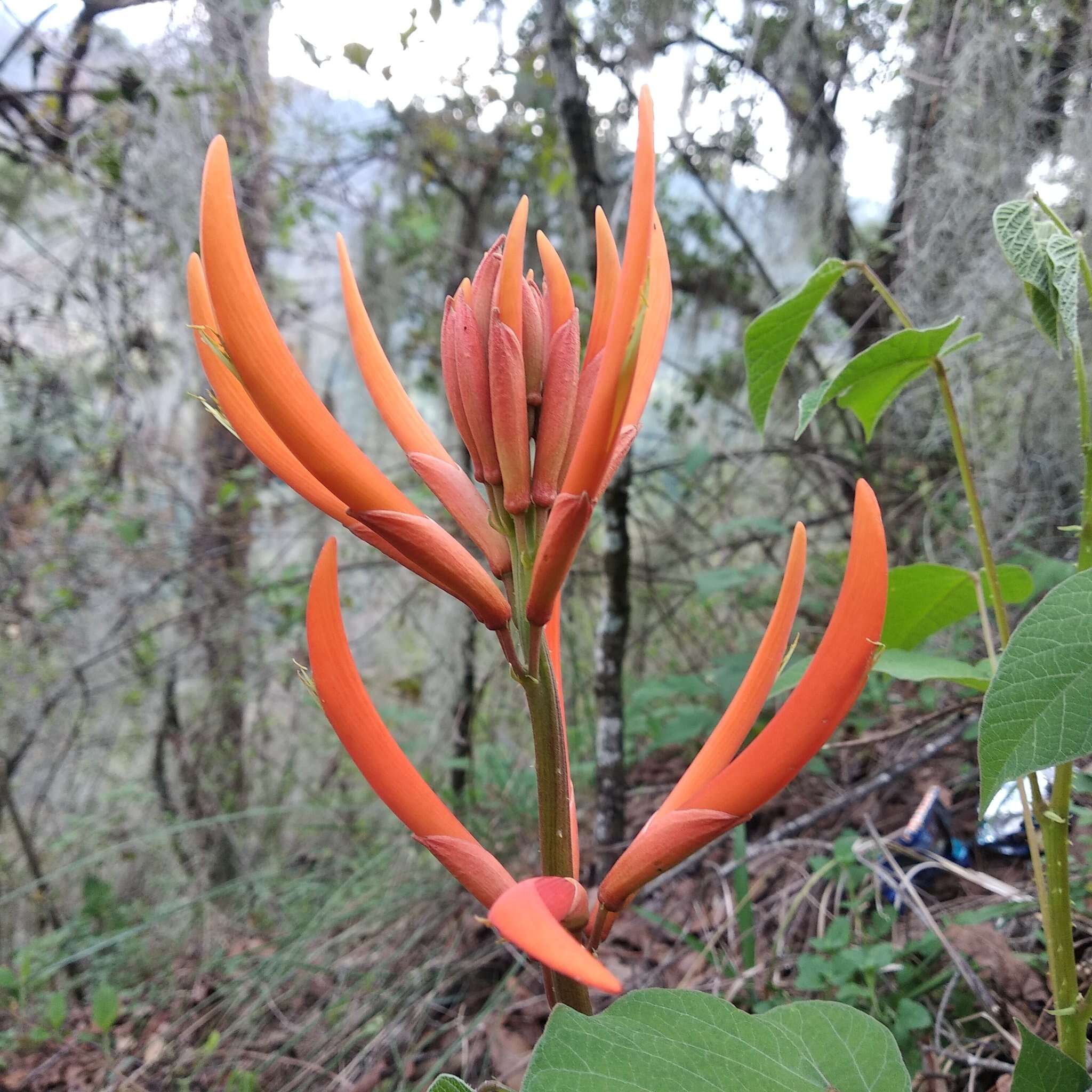 صورة Erythrina leptorhiza DC.