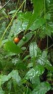 Слика од Solanum pittosporifolium Hemsl.