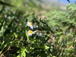 Argyranthemum webbii Sch. Bip.的圖片